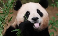 旅韩大熊猫“福宝”将于4月初回国，韩国民众不舍