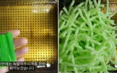 韩国流行“吃牙签”，政府赶忙来提醒：安全性尚未得到证实