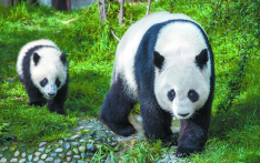 外媒关注：中国野生大熊猫已增至1900只