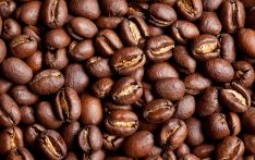 我国首个咖啡发酵专用微生物菌种资源库建成