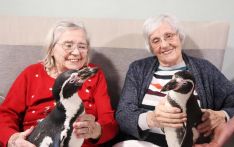 英媒：企鹅化身疗愈大使，为英国养老院送温暖