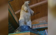 重达225公斤！加拿大北极熊标本被盗，当地警方立案调查