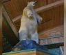 重达225公斤！加拿大北极熊标本被盗，当地警方立案调查