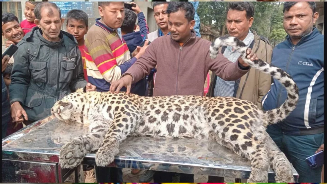 Leopard, coming from India, found dead in Panchagarh river