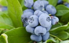 港媒：中国蓝莓产业的未来是国际合作和创新