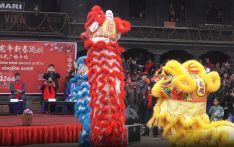 中国新年系列活动巡游：舞狮表演（巴德岗）