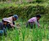 Bhutan secures USD 10M funding for agriculture