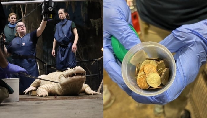 Thibodaux undergoing surgery and the coins are extracted from him. — Facebook/@Omahas Henry Doorly Zoo and Aquarium