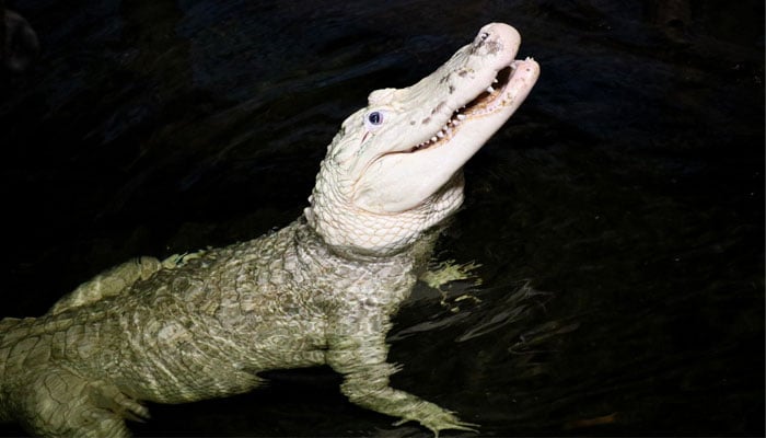 Image of Thibodaux a rare 36-year-old leucistic alligator with transparent white skin and blue eyes at Henry Doorly Zoo and Aquarium. — Facebook/@Omahas Henry Doorly Zoo and Aquarium