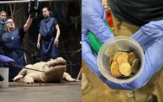 Nebraska Zoo extracts 70 coins from blue-eyed alligator's stomach