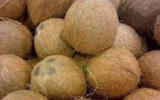 Skyrocketing coconut prices will affect meal packets