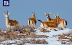 “雪中精灵”结队而行 国家二级保护动物鹅喉羚现身甘肃山丹