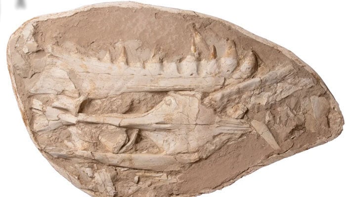 Remains of sea lizard Khinjaria Acuta found in Morocco. — Cretaceous Research