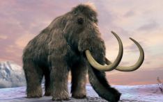 英媒：科学家有望2028年前“复活”猛犸象