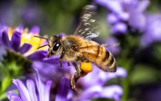 研究：蜜蜂会互相学习，能教会同伴非常复杂的新行为