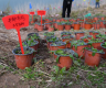 Rare, endangered plants reintroduced into China's Three Gorges Reservoir area
