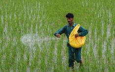 Govt to directly subsidise fertiliser cost to help farmers