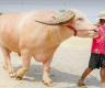 通体白色还演过热门电视剧，泰国网红水牛以363万高价被卖出