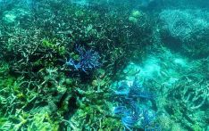 遭遇“水下丛林大火”，澳大利亚大堡礁大片珊瑚白化