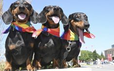 德国拟禁养腊肠犬引争议，养犬协会发起“拯救最喜欢狗狗”请愿书
