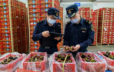Land-sea corridor facilitates fruit trade between China, ASEAN