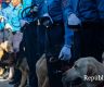 尼泊尔警方斥资290万卢比采购12只警犬