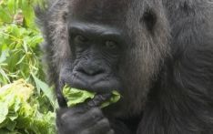 德媒：“世界最老大猩猩”迎67岁生日，柏林动物园为其庆生