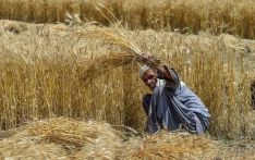 Rains delay wheat harvesting in Punjab