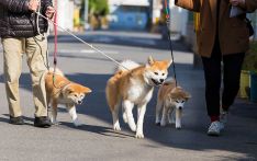 防造假，日本为秋田犬发“数字血统证”
