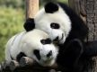 40年来，大熊猫将首次来到旧金山