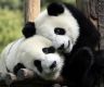 40年来，大熊猫将首次来到旧金山