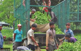                                             印度在边境拦截尼泊尔茶叶进行实验室测试