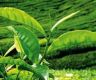 SL to host global ISO review meeting for tea in July