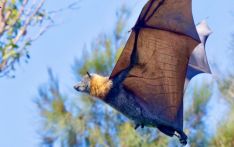 澳大利亚专家为蝙蝠“洗白”：它在控制昆虫数量、为植物授粉等方面发挥作用
