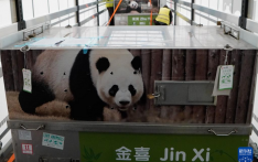 大熊猫“金喜”和“茱萸”乘专机抵达西班牙
