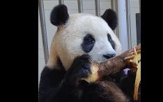 大熊猫“福宝” 隔离检疫生活即将期满，将择机与公众见面
