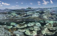 Coral bleaching alert level raised from ‘watch’ to ‘warning’