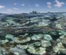 Coral bleaching alert level raised from ‘watch’ to ‘warning’