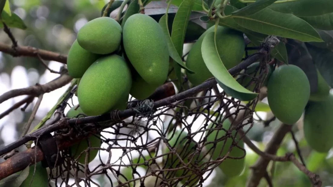 File image of green mangoes. Photo: Collected