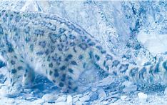 13 snow leopards found in Manaslu area