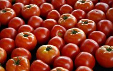 进口番茄数量呈指数级增长，西班牙本土番茄面临严峻挑战