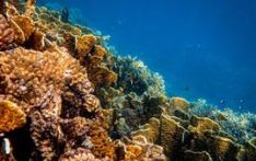 Marine heat waves: coral reefs in Sri Lankan waters risk die-offs