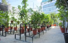 City Council’s plant nurseries relocated to Hulhumale’ over high cost