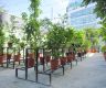 City Council’s plant nurseries relocated to Hulhumale’ over high cost