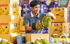 Journey of durians from Thai orchards to Chinese markets