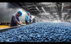 Blueberries MEGA FACTORY: Processing Thousands of Blueberries with AI