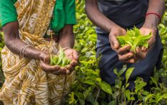 今年前4月我国进口茶叶逾1万吨，斯里兰卡为最大来源地