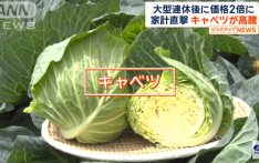 日本卷心菜价格飙升 一颗卖到300日元