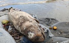 夸卡塔一头七英尺长的死海豚被冲上岸
