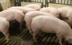 “二师兄”涨价 猪肉供需持续改善